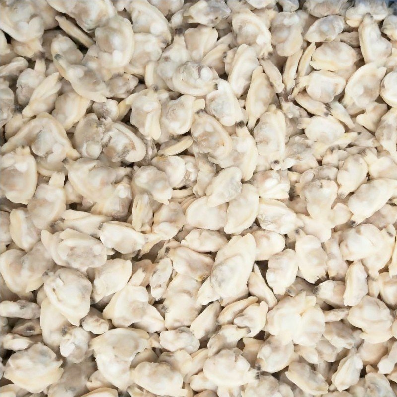 fresh-live-clams-high-grade-sand-free