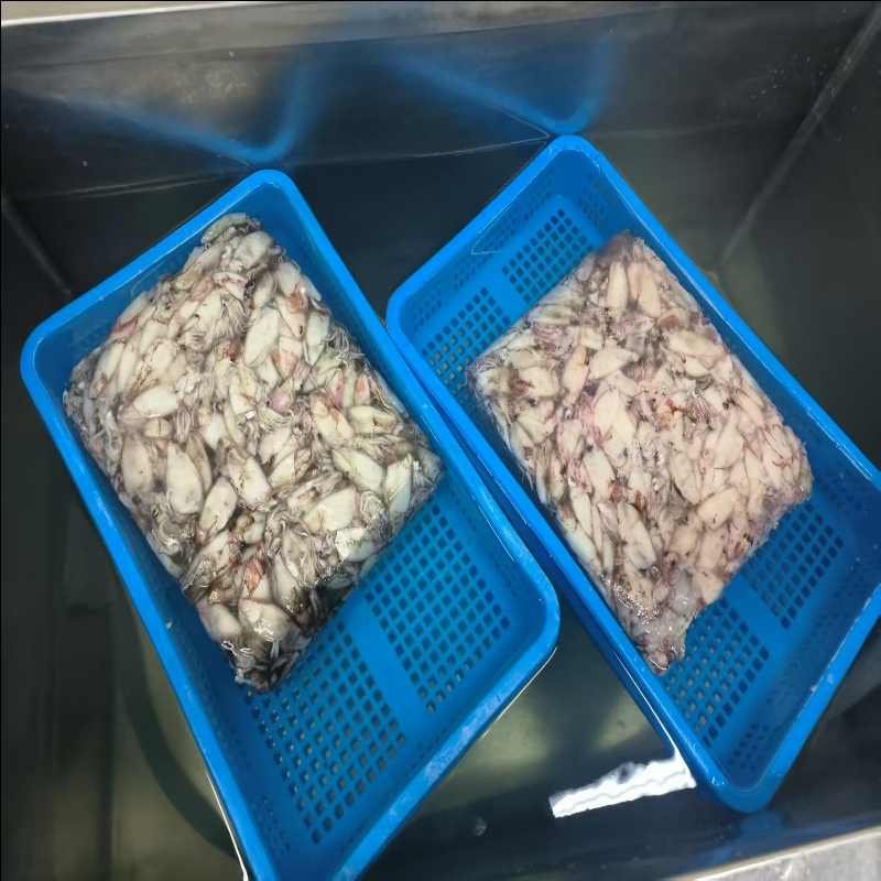 raw-material-status-squid